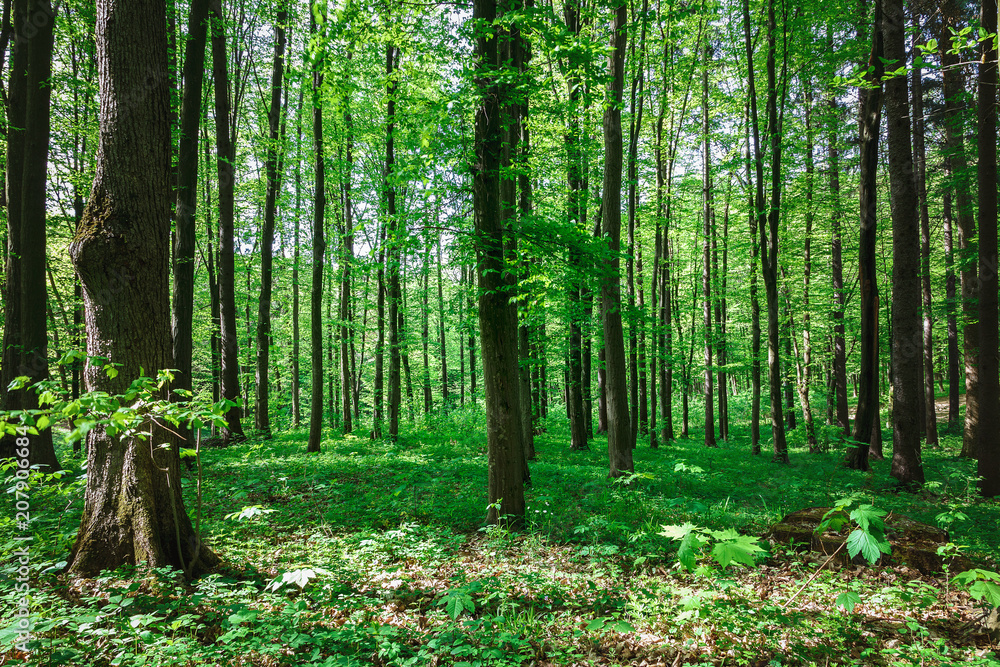 Obraz premium Green deciduous forest on a sunny day.