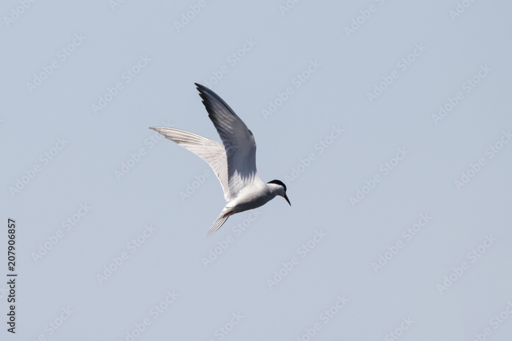 Common tern flying over water. Cute agile white waterbird. Bird in wildlife.