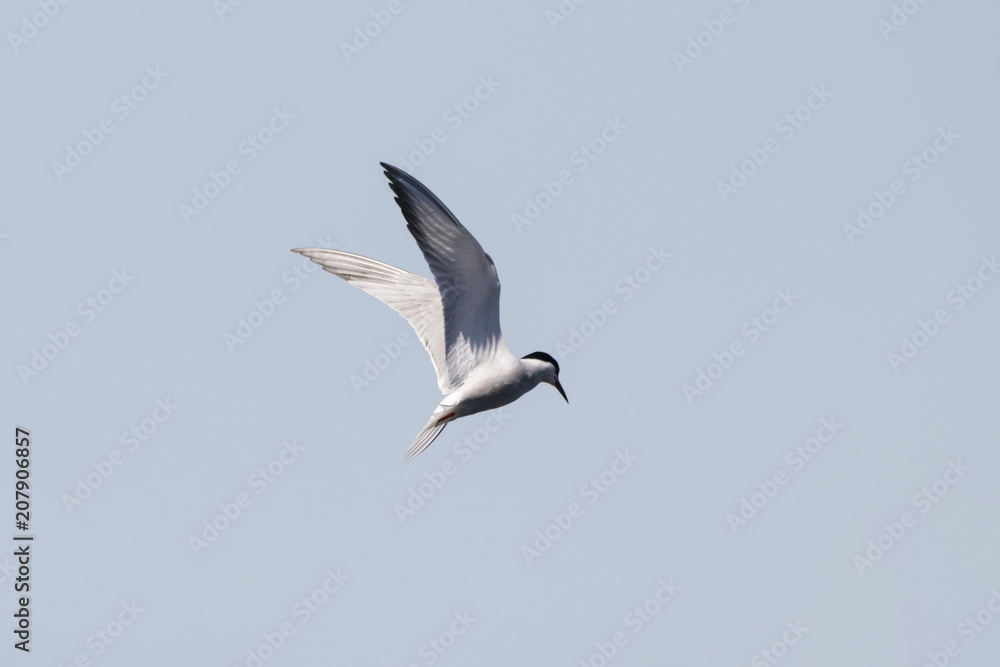 Common tern flying over water. Cute agile white waterbird. Bird in wildlife. Common tern flying over water. Cute agile white waterbird. Bird in wildlife.
