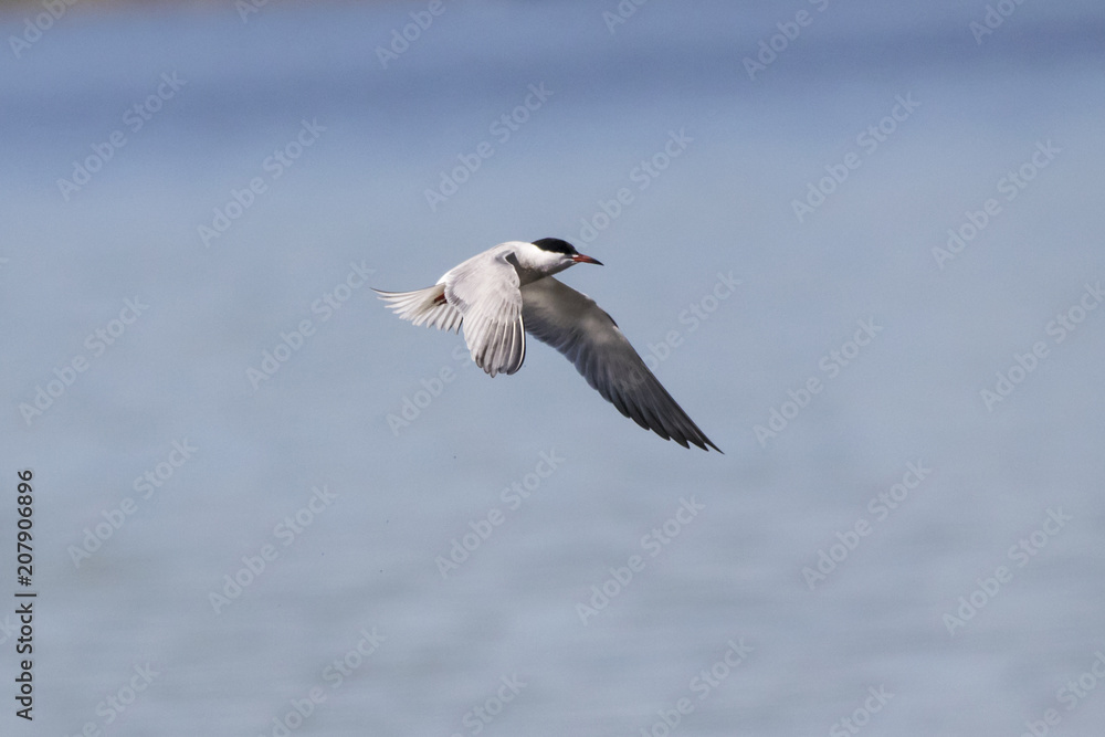 Fototapeta premium Common tern flying over water. Cute agile white waterbird. Bird in wildlife.