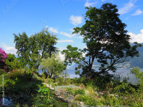 Scenic evergreen exotic forest at Brissago island landscape in Switzerland