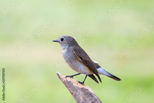 Red-throated Flycatcher or Taiga Flycatcher © joesayhello