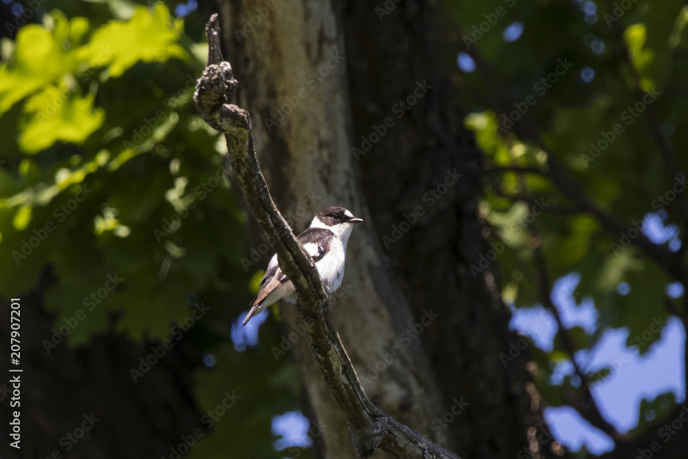 Collared flycatcher male sitting on branch of tree. Cute black and white songbird. Bird in wildlife.