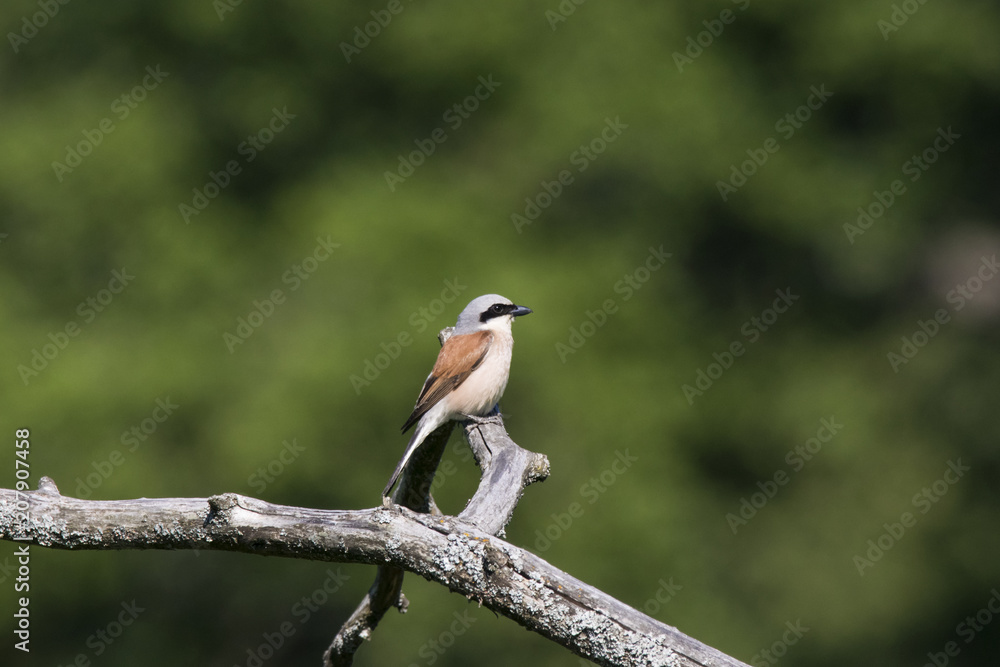 Red-backed shrike sitting on branch. Cute little hunter. Bird in wildlife. Red-backed shrike sitting on branch. Cute little hunter. Bird in wildlife.