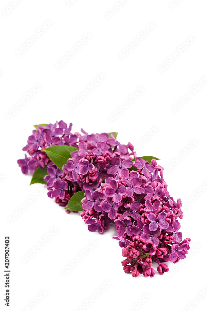 Lilac branch isolated on a white background
