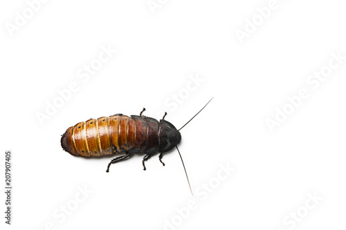 Madagascar hissing Cockroach (Gromphadorhina portentosa) © Marijus