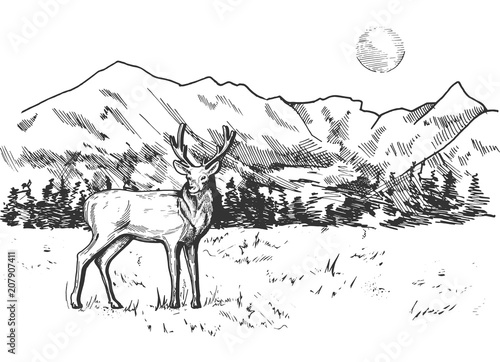 mountain and pine forest landscape panorama