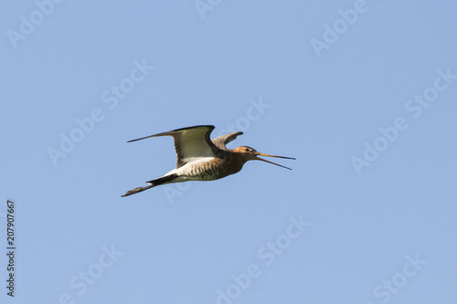 Cuadro en lienzo Bar-tailed godwit screaming in flight
