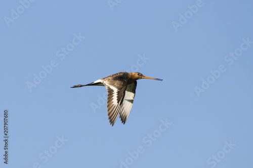Bar-tailed godwit screaming in flight. Cute long bright colorful shorebird. Bird in wildlife.