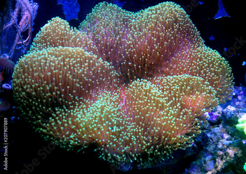 Green Mushroom Leather Coral
(Sarcophyton sp.) 