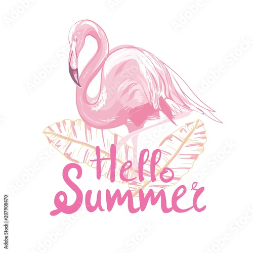 Pink flamingo vector illustration