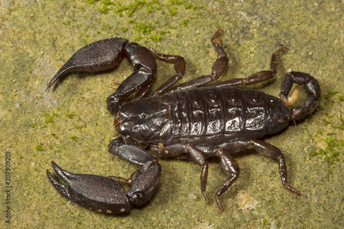 Wood scorpion, Liocheles sp, Hemiscopiidae, Trishna, Tripura , India