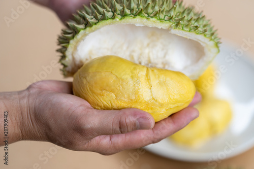 The hands are durian peels, durian yellow meat, eat very fresh. Handle durian show the yellow durian meat to eat. Tropical seasonal fruit, king of fruit from Thailand.