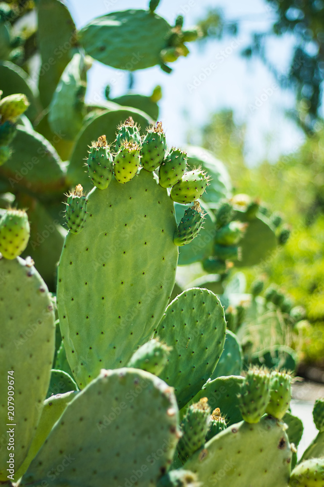 Colour,green, cactus, prickly pear, opuntia, devil's fig, summer