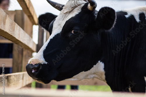 White and black, cow, cattle, farm, breed, photo