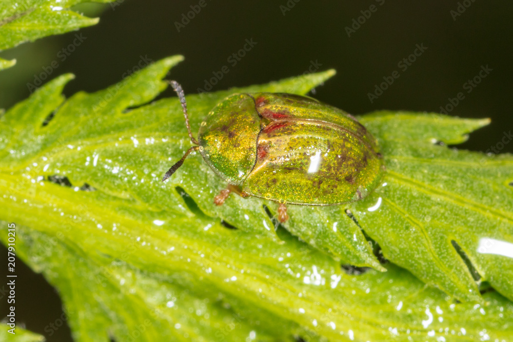 Beetle on a green leaf in nature Beetle on a green leaf in nature