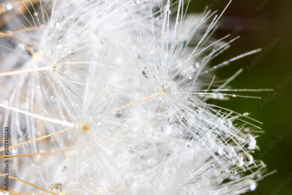 Fluffy dandelion on nature as background Fluffy dandelion on nature as background