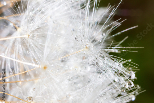 Fluffy dandelion on nature as background