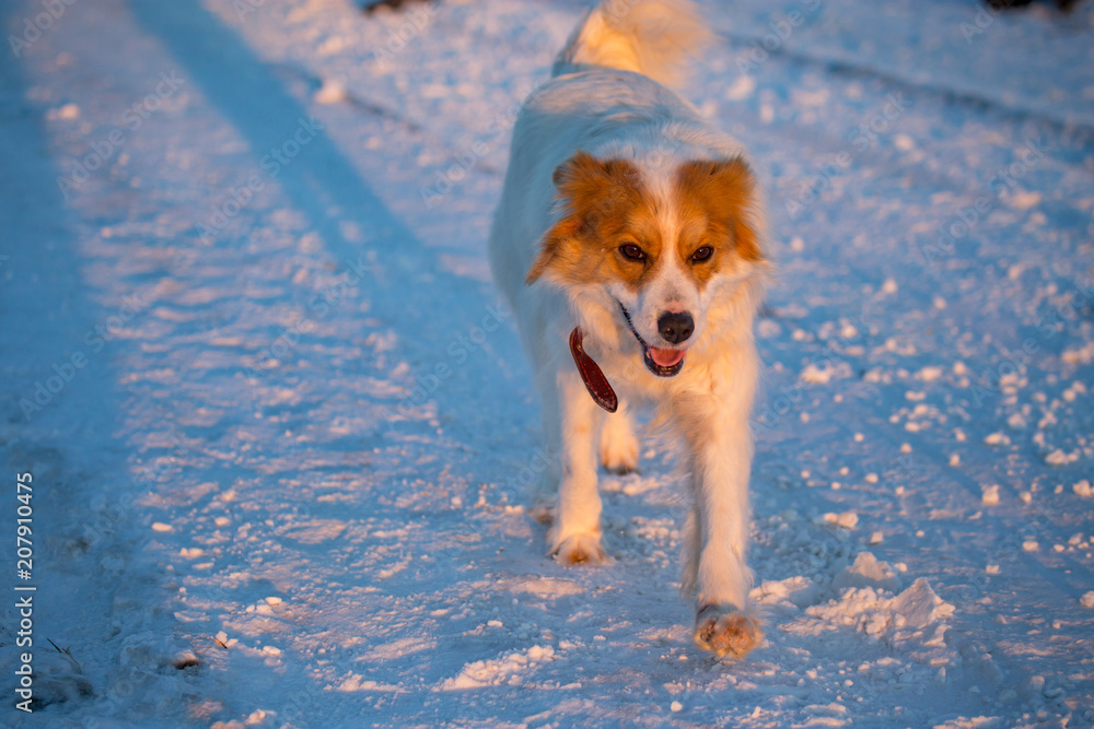 A dog in the rays of a sunset in the snow