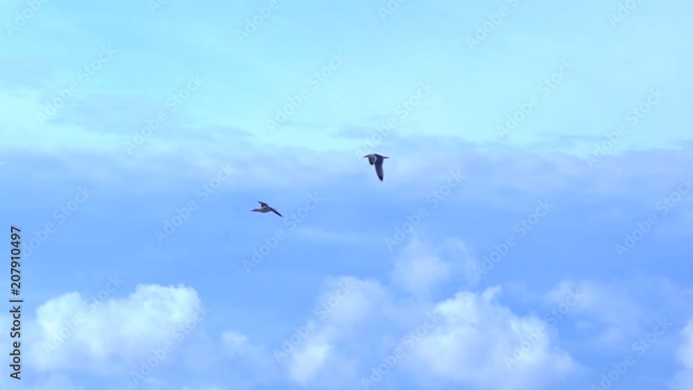 Amazing seagulls couple flying in synchrony Amazing seagulls couple flying in synchrony