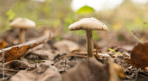 Inedible fungus grows in the woods outdoors © schankz