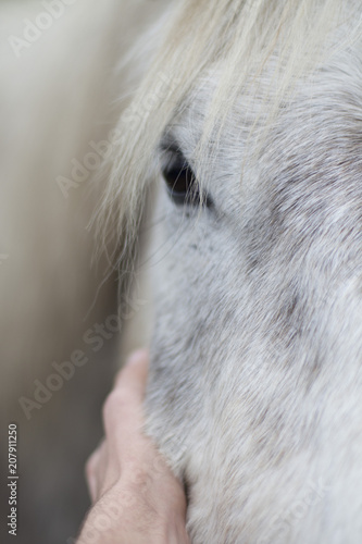 regard de cheval