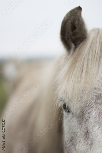 camarguais blanc