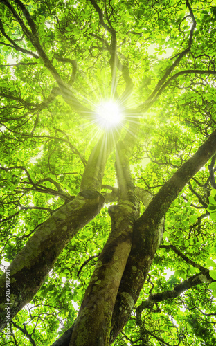 Sonne scheint durch das Bl  tterdach eines sch  nen Baumes - Sun shines through the canopy of a beautiful tree 