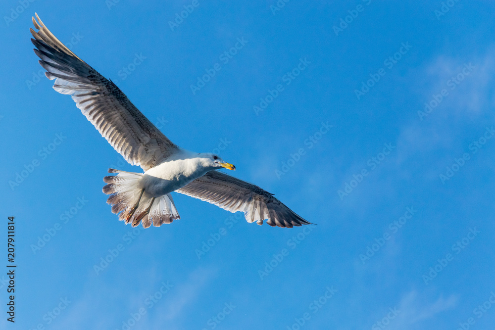 Obraz premium Seagull flying against the blue sky.