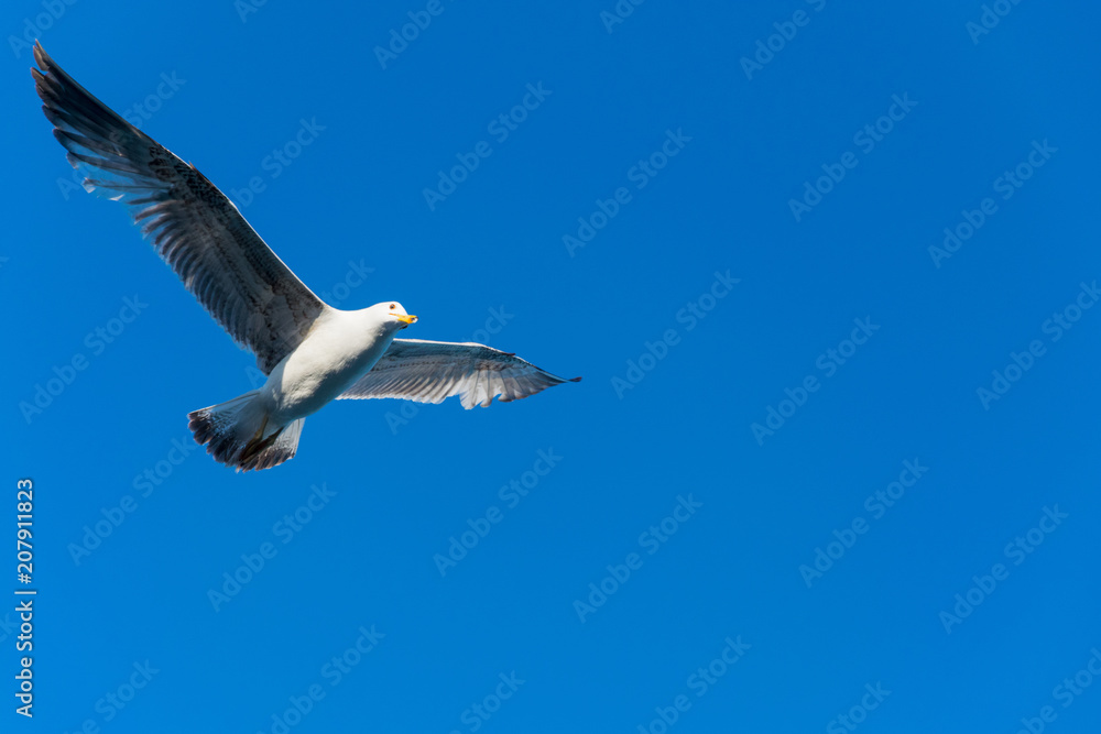 Obraz premium Seagull flying against the blue sky.