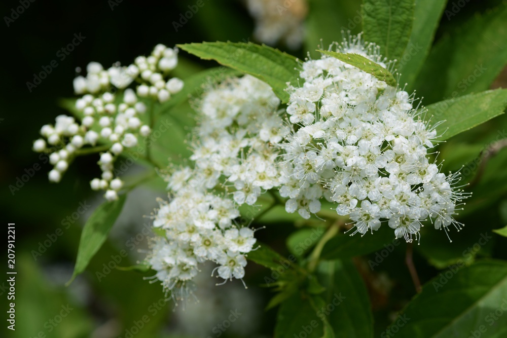 Japanese spiraea Japanese spiraea