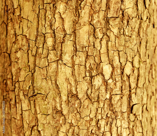 Brown tree bark texture nature wallpaper background