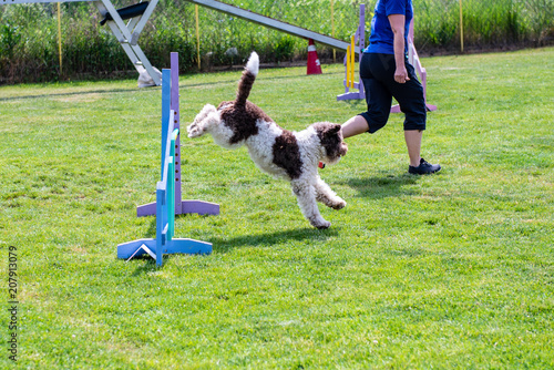 Lagotto Romagnolo on agility field for dogs, training and competing, jumping over obstacles, crossing over balance ramp, passing through the tunnel, running slalom ... 