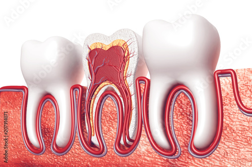 Obraz na plátne Human tooth. Cross section