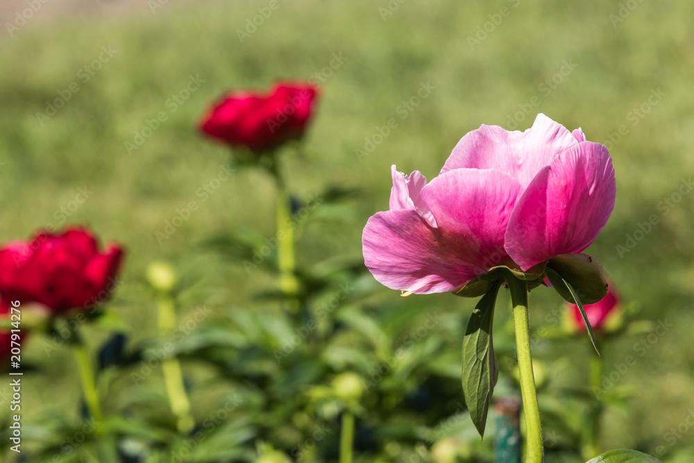 Pink peony bloom on a beautiful spring day Pink peony bloom on a beautiful spring day