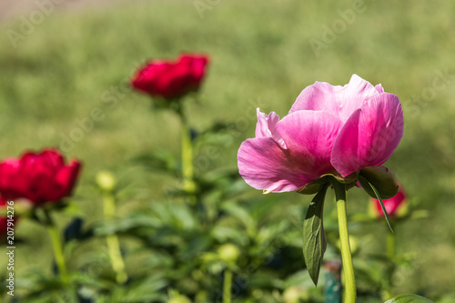 Pink peony bloom on a beautiful spring day © Jean-Claude Caprara