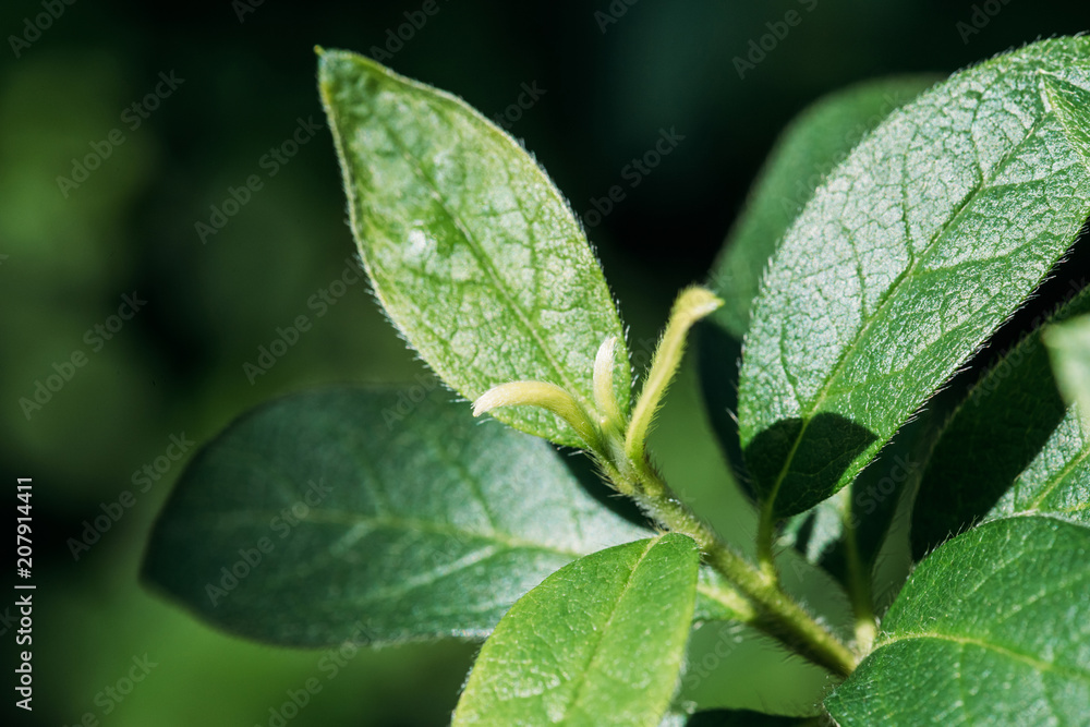 fresh leaves of green seasonal plant fresh leaves of green seasonal plant