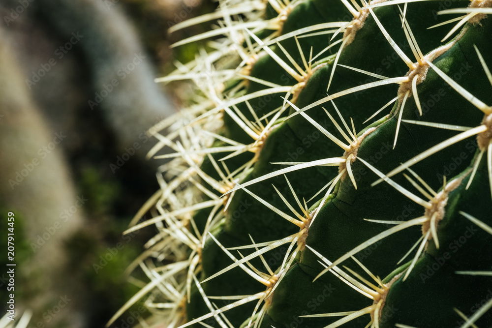 close up of natural green cactus with needles close up of natural green cactus with needles