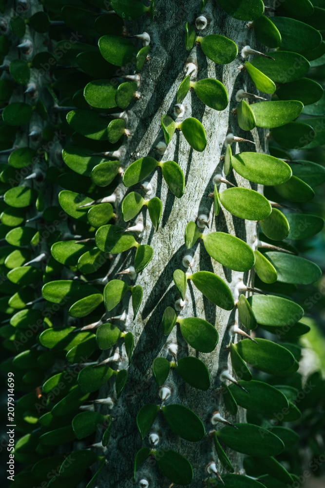 Fototapeta premium close up of green pachypodium cactus texture
