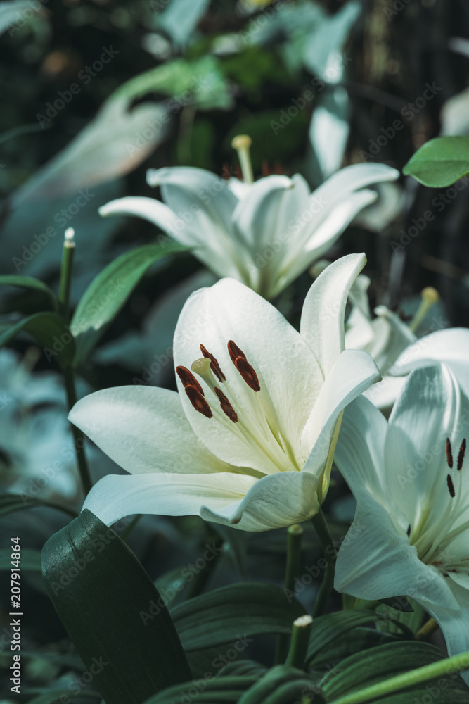 close up view of white lily flowers