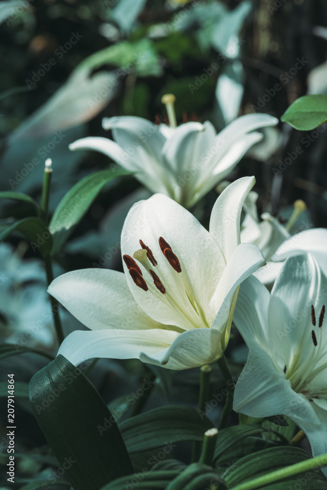 close up view of white lily flowers close up view of white lily flowers