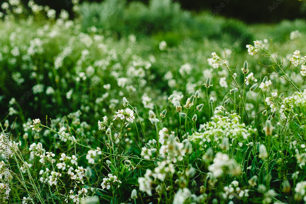 Field of spring flowers and green grass at sunset