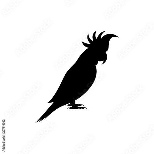 parrot 