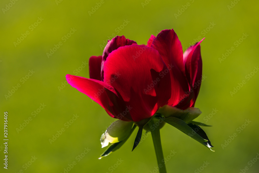 Red peony bloom on a beautiful spring day Red peony bloom on a beautiful spring day