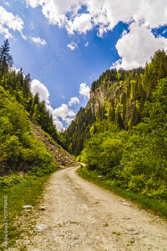 Landscape with a road through alpine forest in a summer day