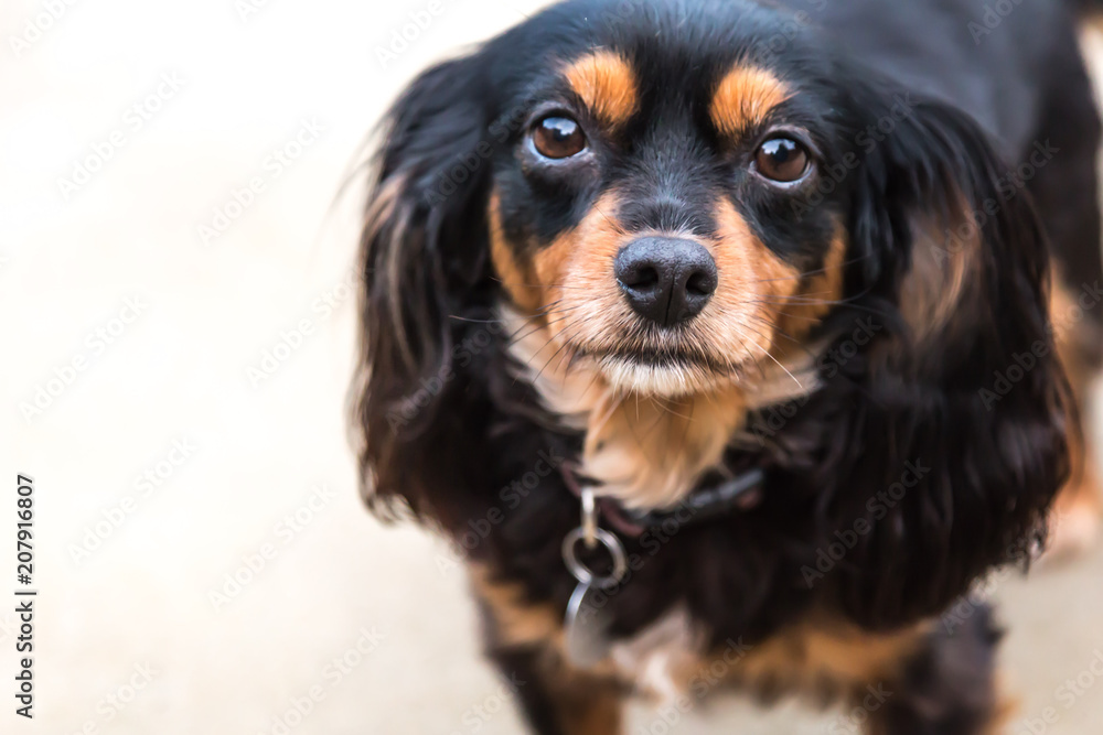 King Charles Cavalier Spaniel cross Silky Terrier dog looking up King Charles Cavalier Spaniel cross Silky Terrier dog looking up