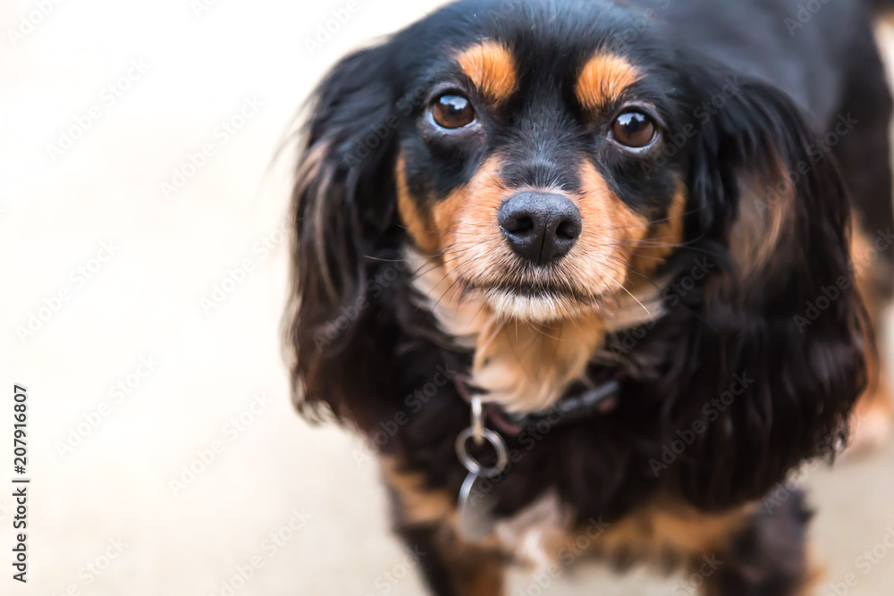 King Charles Cavalier Spaniel cross Silky Terrier dog looking up 