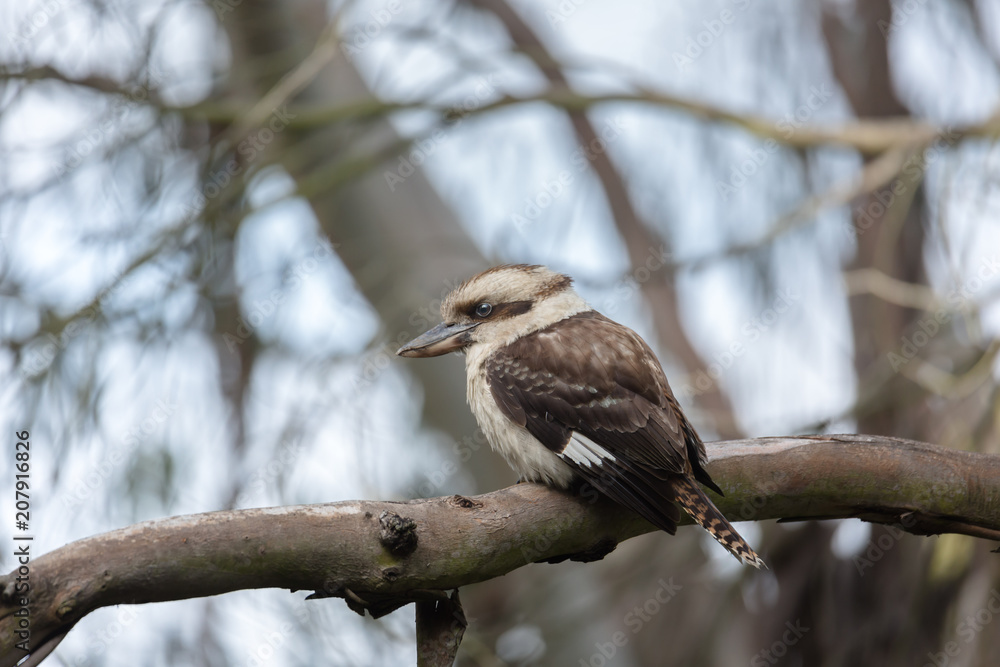 Kookaburra in a natural outdoor setting in Tasmania Australia Kookaburra in a natural outdoor setting in Tasmania Australia