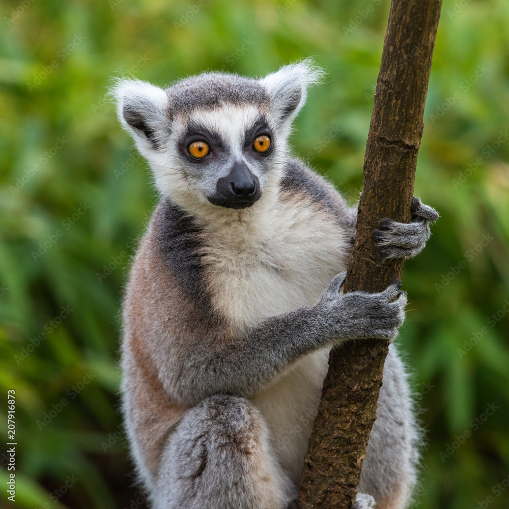 Obraz premium Lemur katta sits on a tree