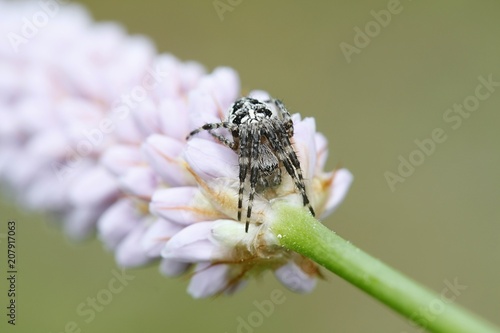 European garden spider, Araneus diadematus, also known as diadem spider, cross spider and crowned orb wever